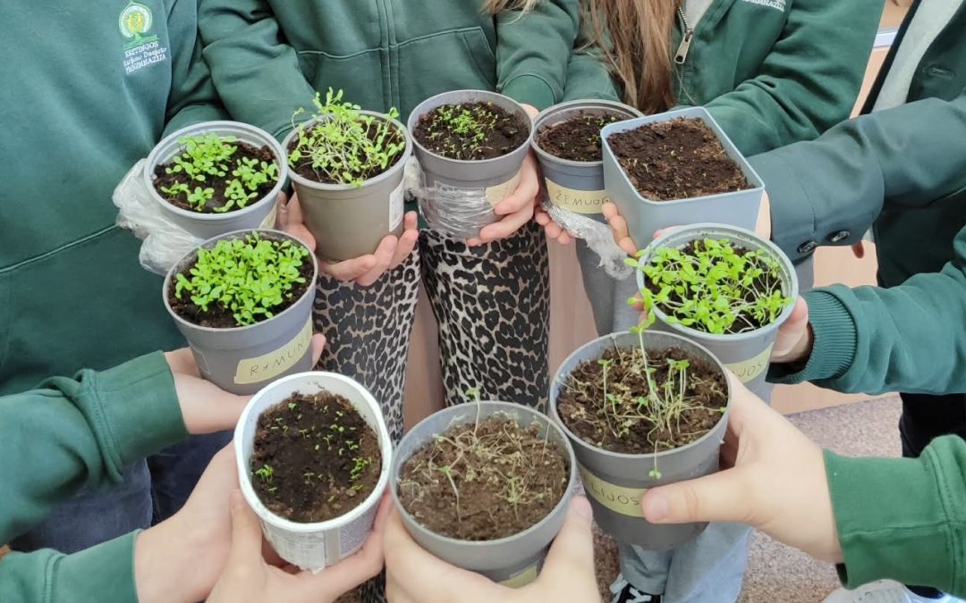 4c klasės mokiniai sėjo augaliukus